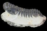 Bargain, Crotalocephalina Trilobite Fossil #67878-1